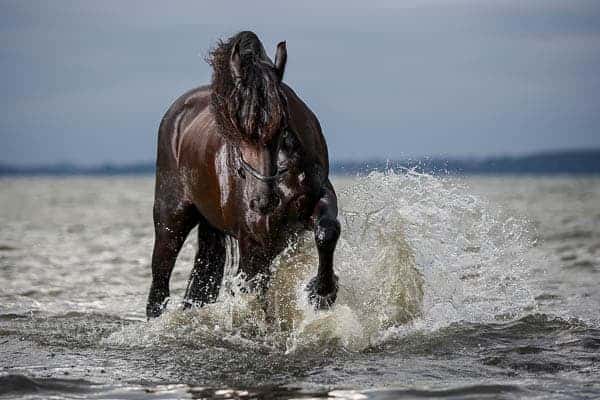Hestefotograf - Michael Nybo Photography